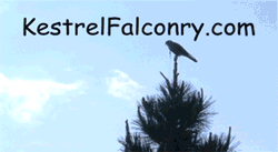 American Kestrels in Falconry 